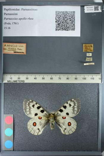 Media type: image;   Entomology 175242